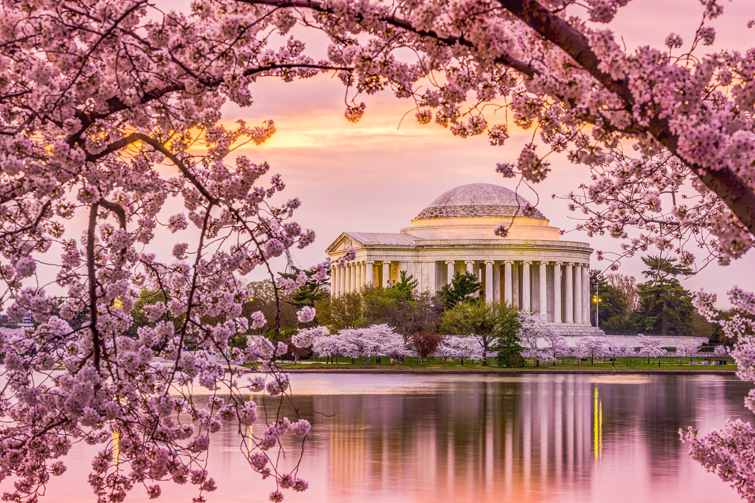 Jefferson-Cherry-Blossom