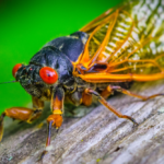 “They Cannot Lay Eggs in your Skin”: Cicadas to Swarm US this Month