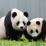 The Pandas are Back at the National Zoo